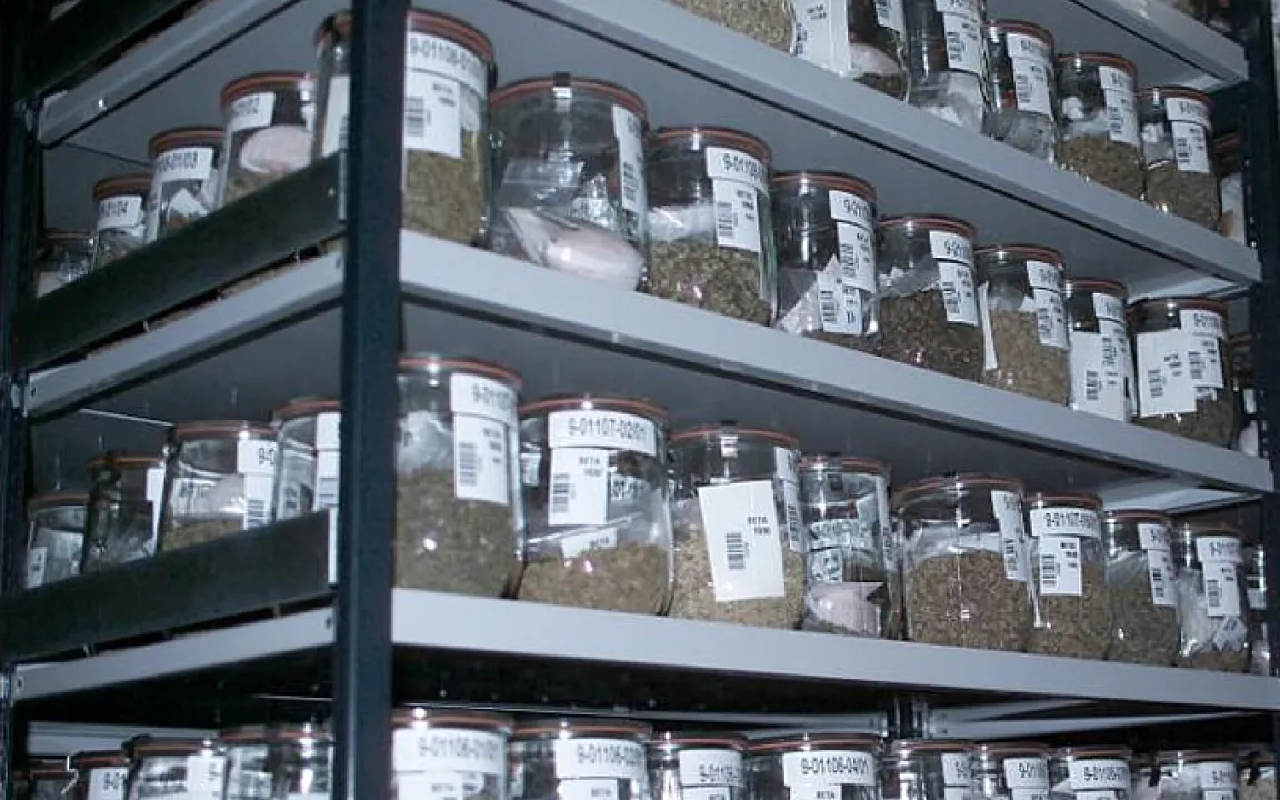 Genetische Vielfalt der Kulturpflanzen erhalten 