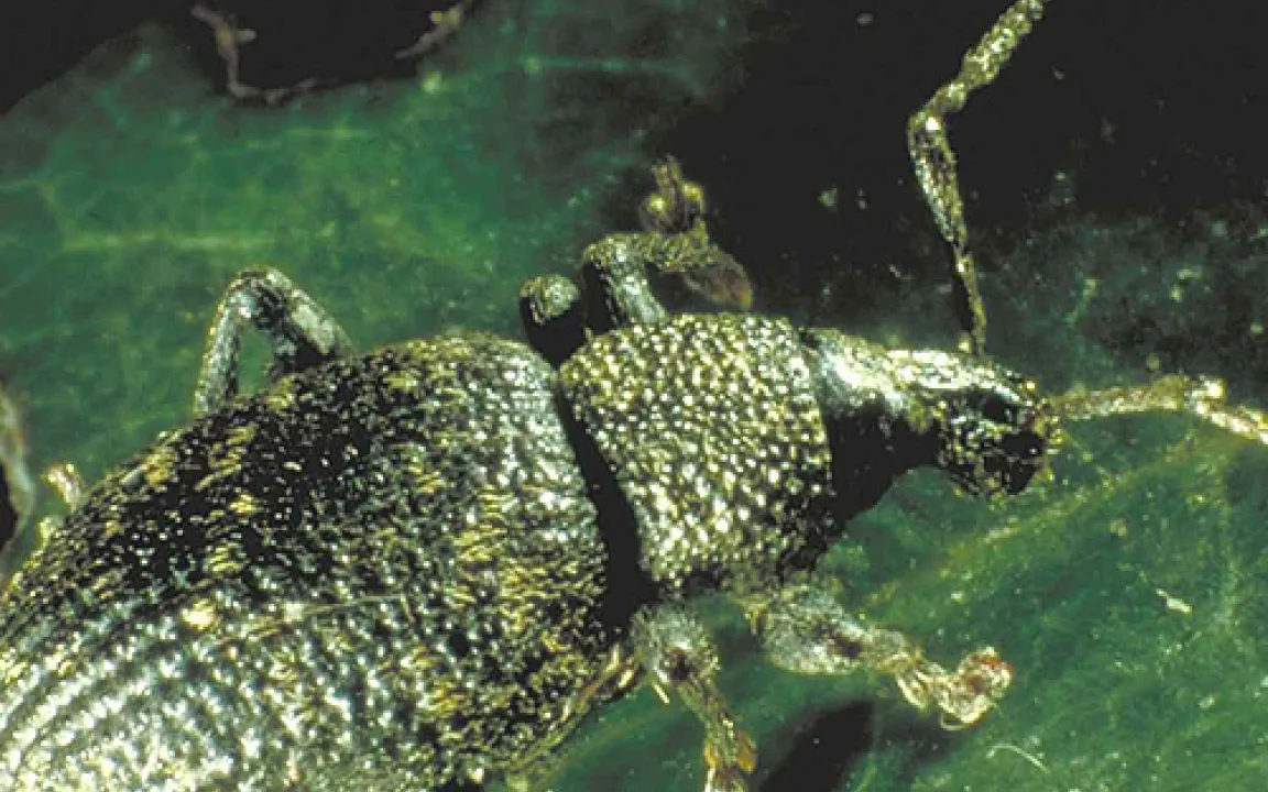 Dickmaulrüssler ärgern Hobby- und Erwerbsgärtner 