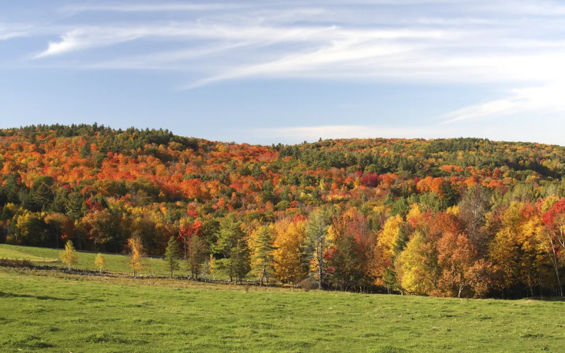 Wer malt im Herbst die Blätter bunt?