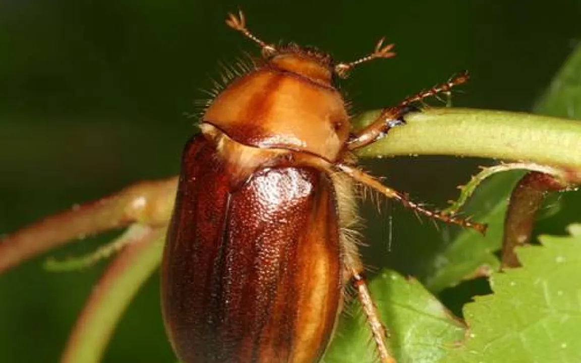 Junikäferlarven fressen an Graswurzeln von Rasenflächen 