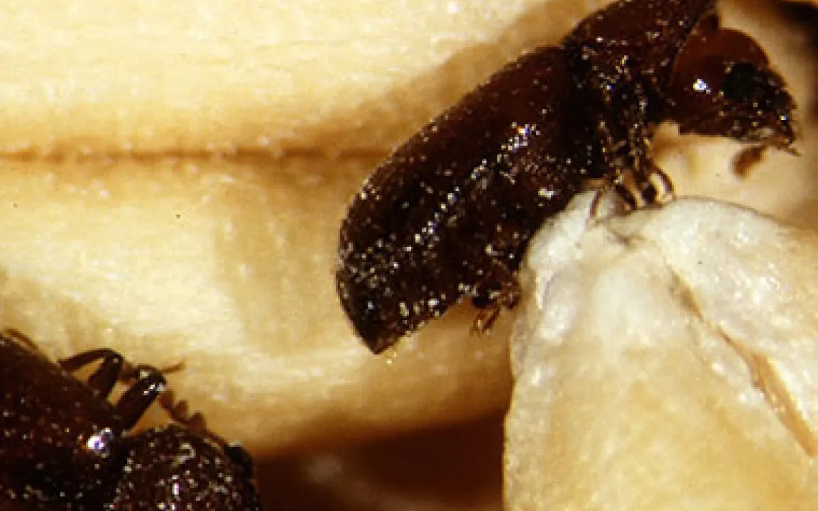 Wenn Getreidekörner unterschiedlich klingen …