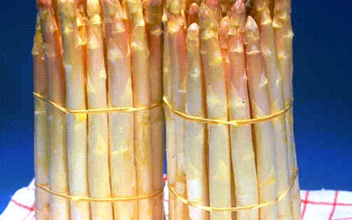 Die Spargelzeit ist da: Wie Spargel wächst und gedeiht