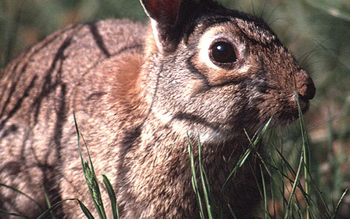 Es geht aufwärts mit dem Niederwild