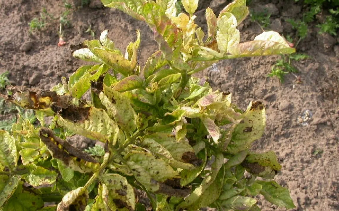 Wie gefährlich ist das Bakterium Candidatus Liberibacter solananearum im Kartoffel- und Gemüseanbau?