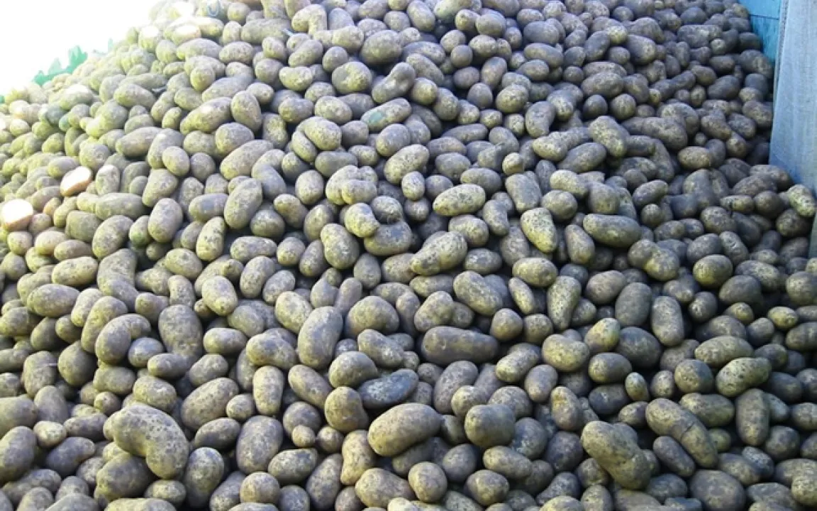 Kartoffelzüchtung: Was ist besser? Tilling statt Gentechnik? 