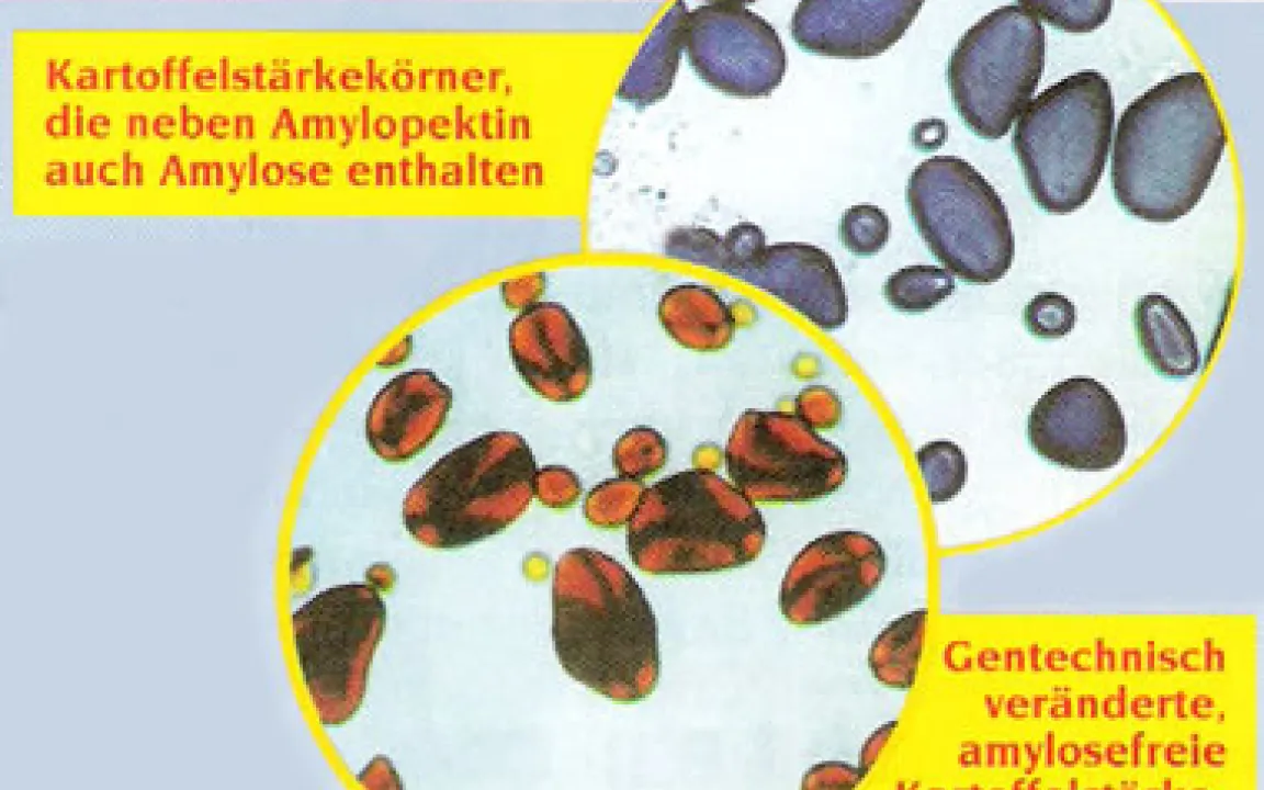Herkömmlich gezüchtet oder transgen – neue Sorten haben andere Gene 
