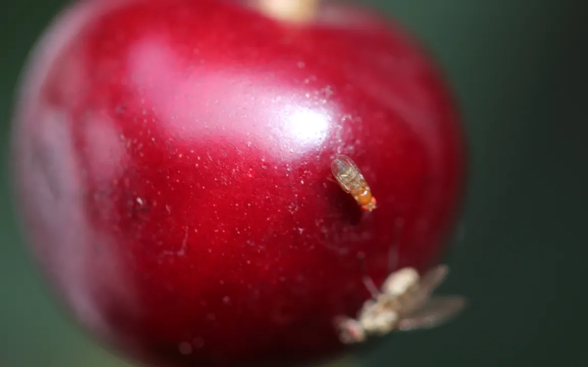 Kirschessigfliege – in diesem Jahr schlägt der Schädling richtig zu