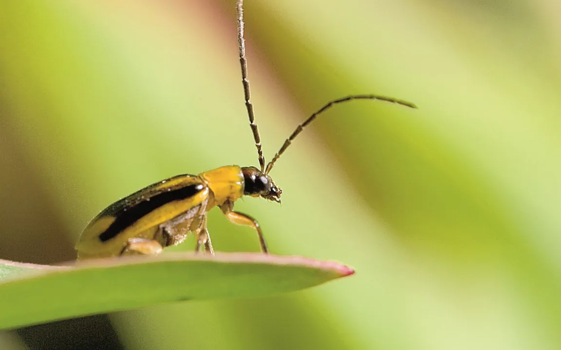 Maiswurzelbohrer unter strenger Beobachtung