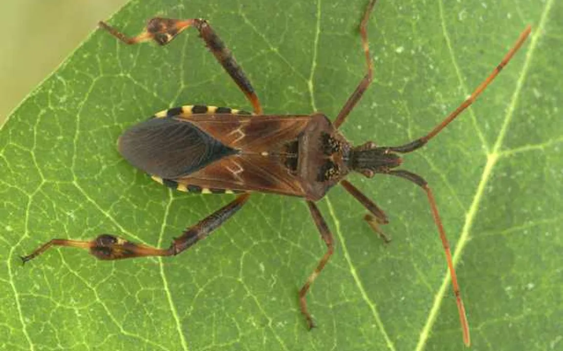 Die Kiefernwanze ist da und lästig