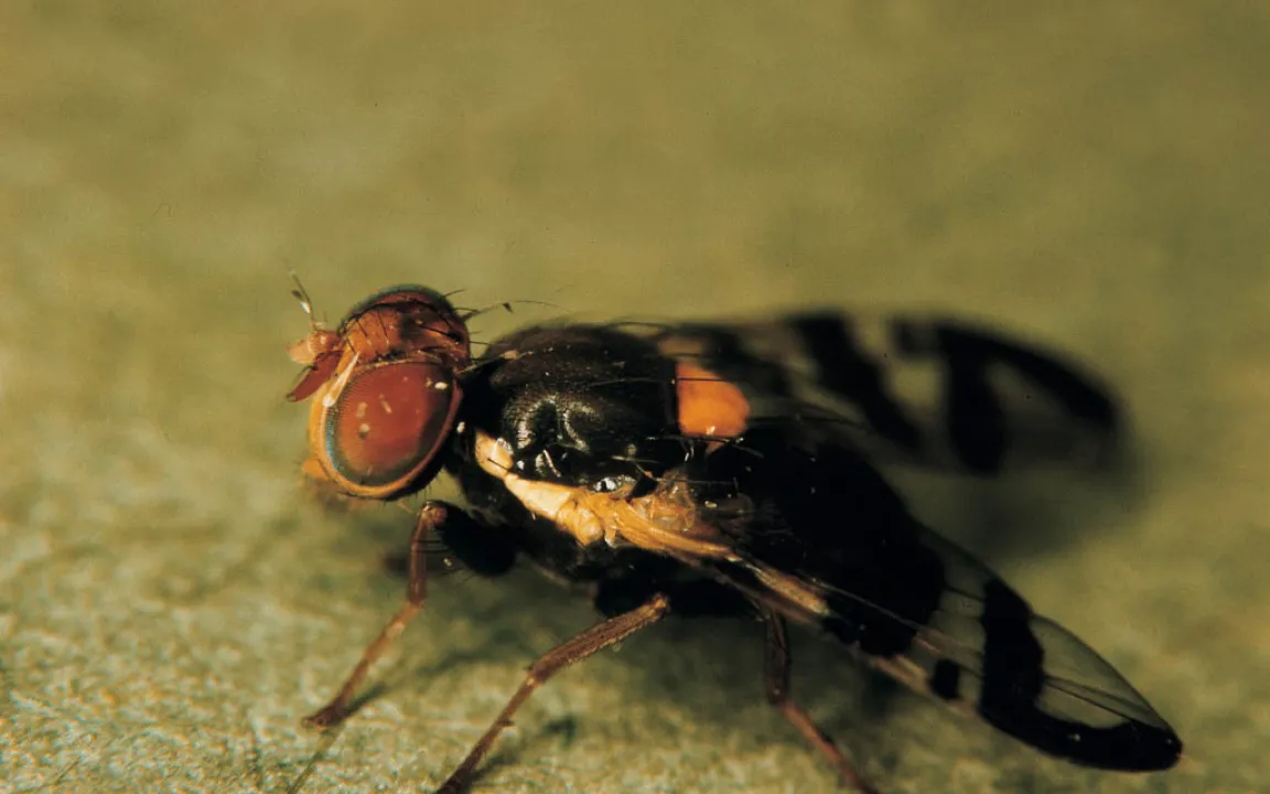 Zeit der Kirschen – und der Kirschfruchtfliege
