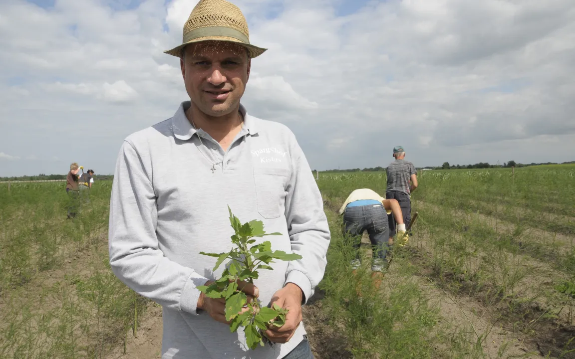 Nach der Spargelernte geht die Arbeit erst richtig los