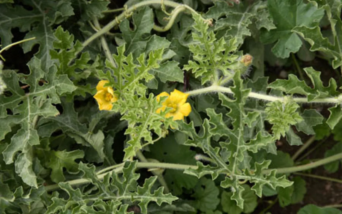 Die Koloquinte – eine Pflanze mit Geschichte