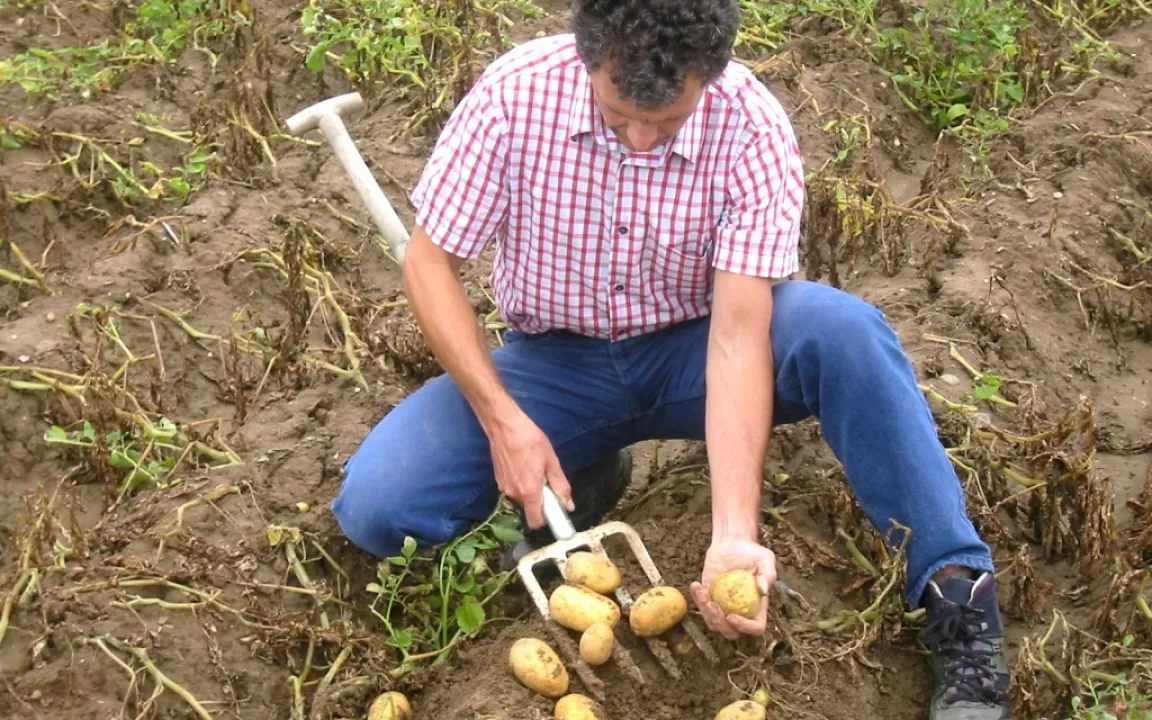 Die ganze Wahrheit über XXL-Kartoffeln