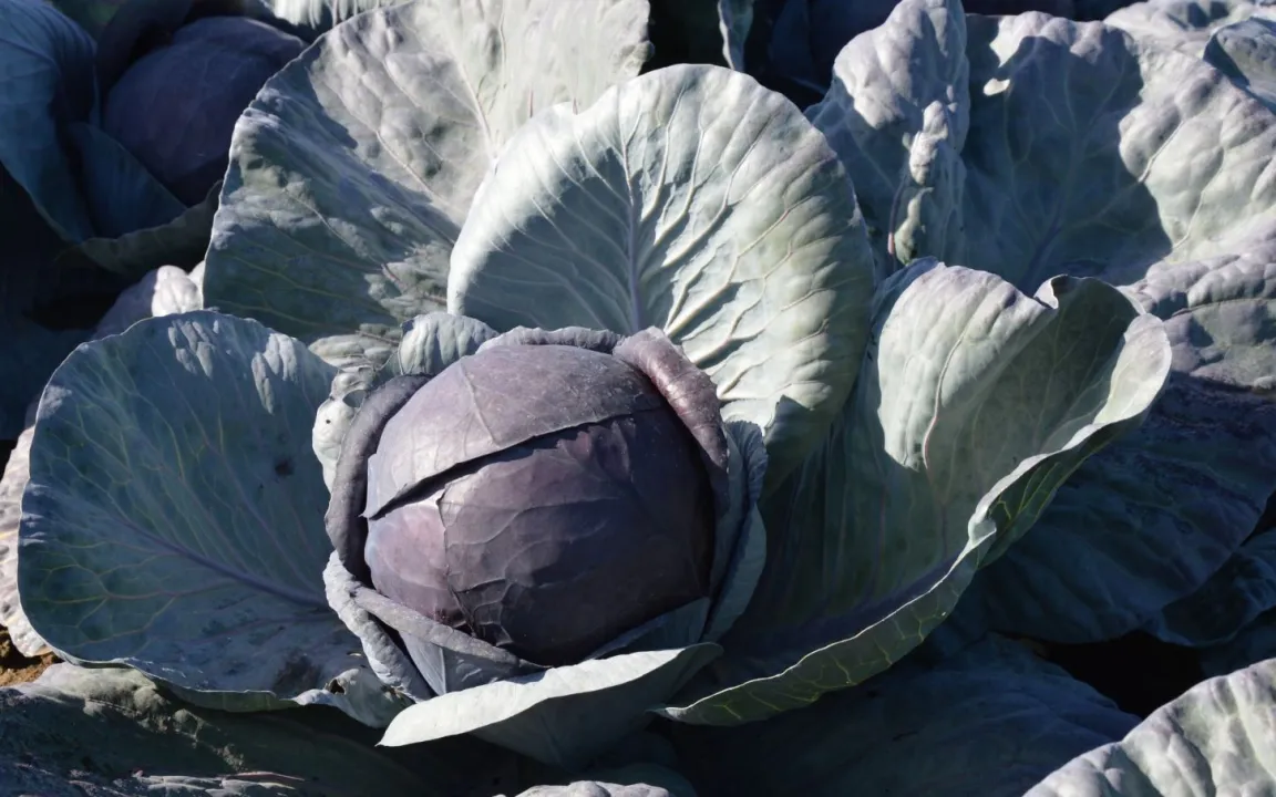 Rotkohl wird rot, wenn er sauer ist