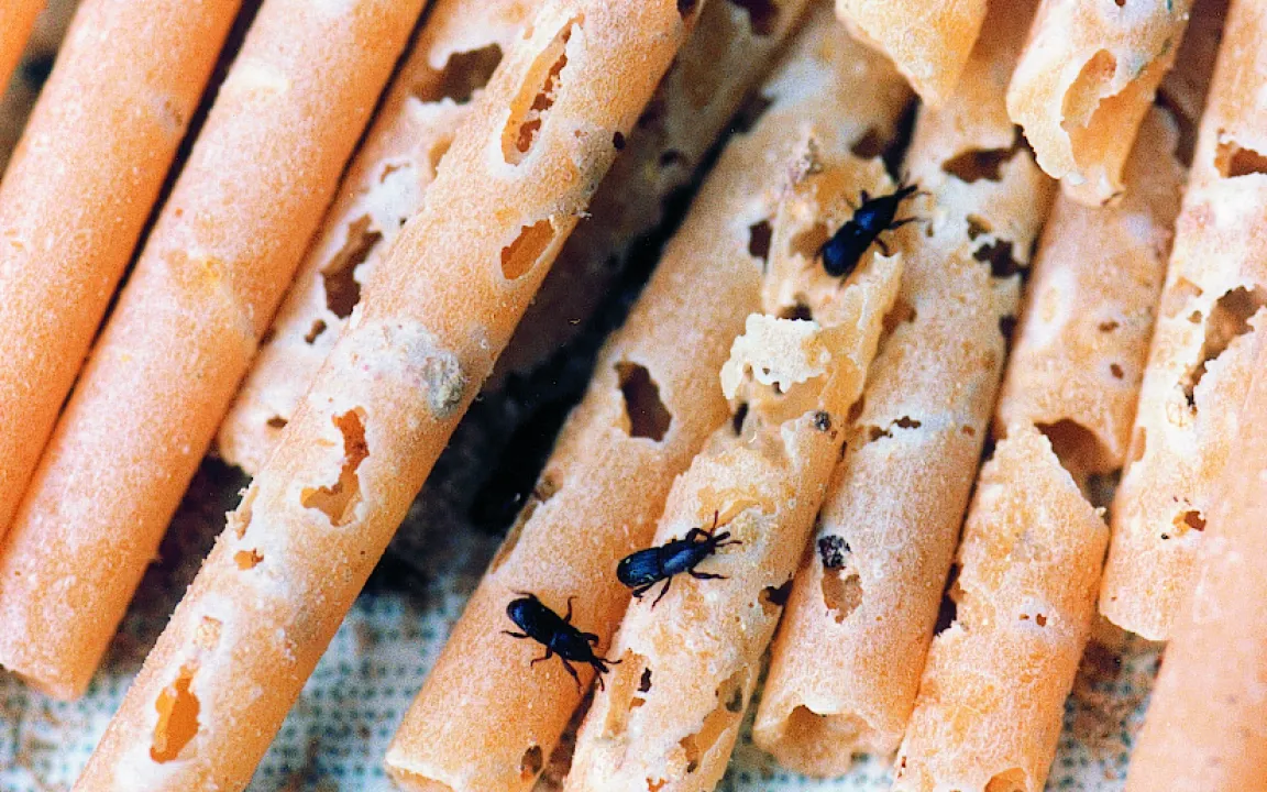 Vorratsschädlinge haben gute Zukunftsaussichten