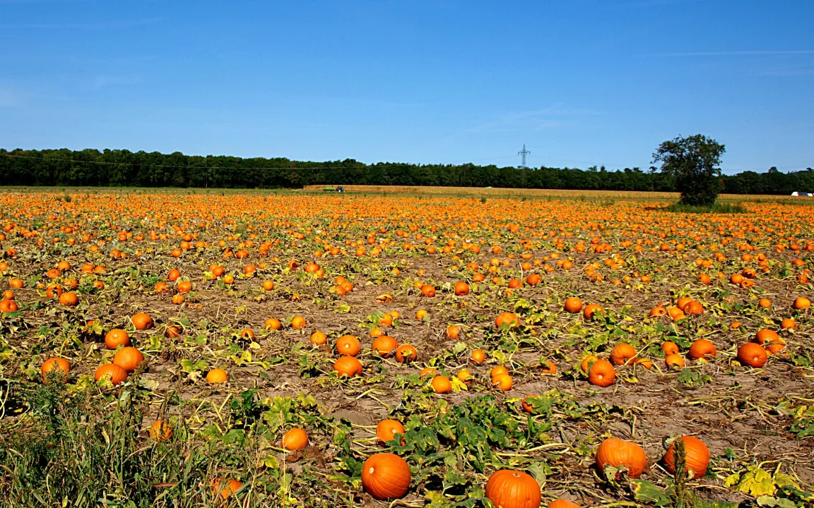 Jetzt ist Kürbiszeit! 