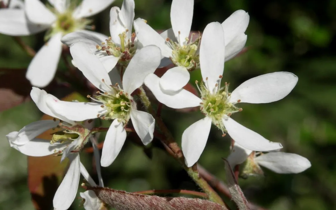 Die Kupfer-Felsenbirne hat zu jeder Jahreszeit etwas zu bieten