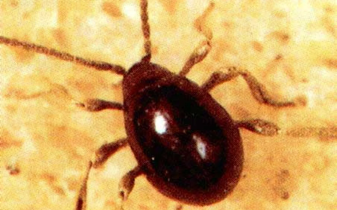 Kugelkäfer „knabbert“ an der Fachwerkhaus-Idylle 