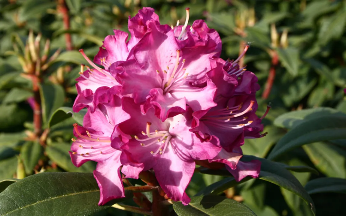 Die Deutsche Genbank Rhododendron, ein Netzwerk mit vielen Standorten 