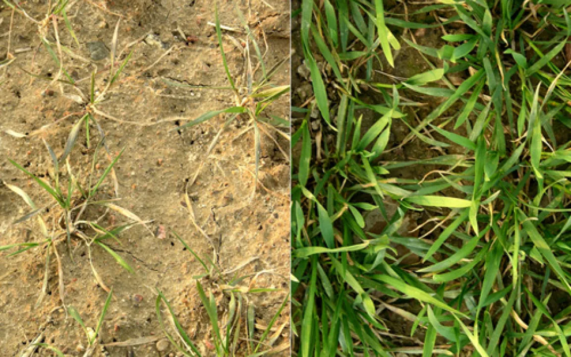 Kein Leben ohne Phosphor