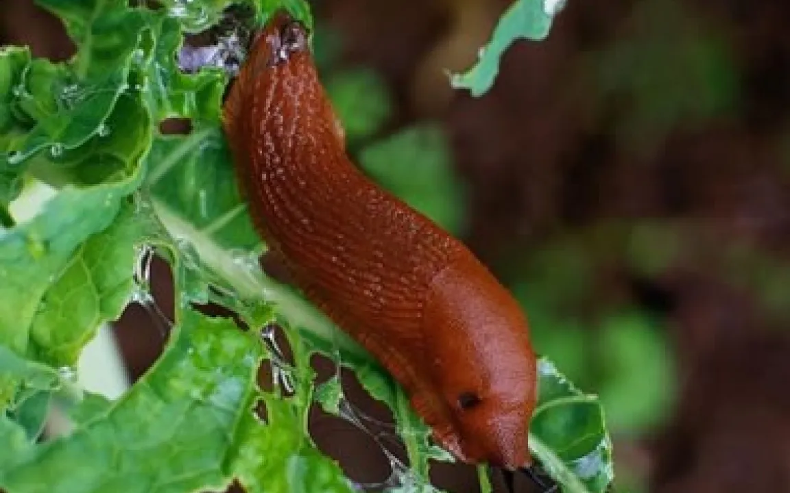 Ärger über Schnecken vermeidbar 