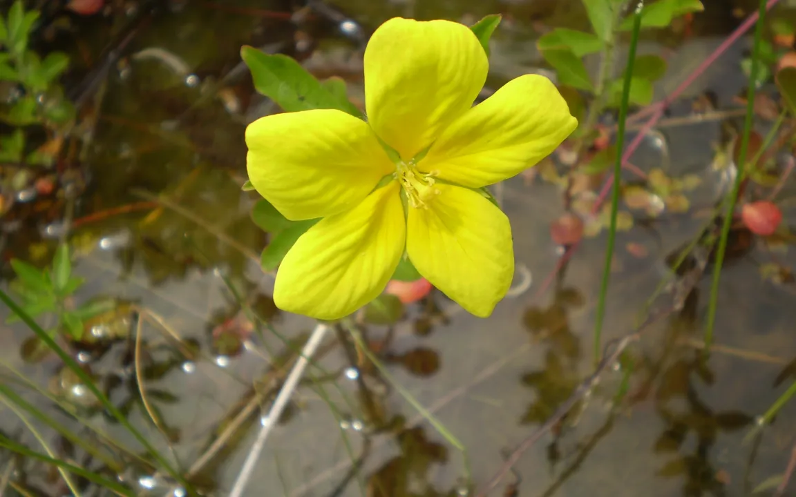 Großblütiges Heusenkraut ein besonders wuchsfreudiger Einwanderer