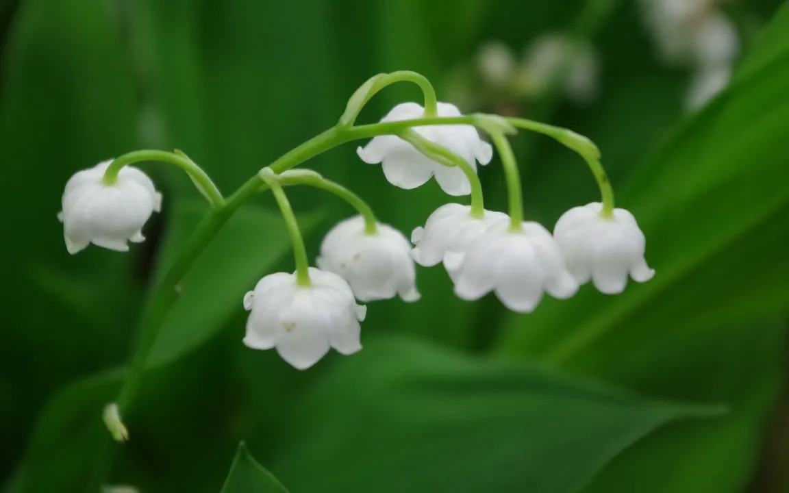 Das Maiglöckchen ist die Giftpflanze des Jahres 2014