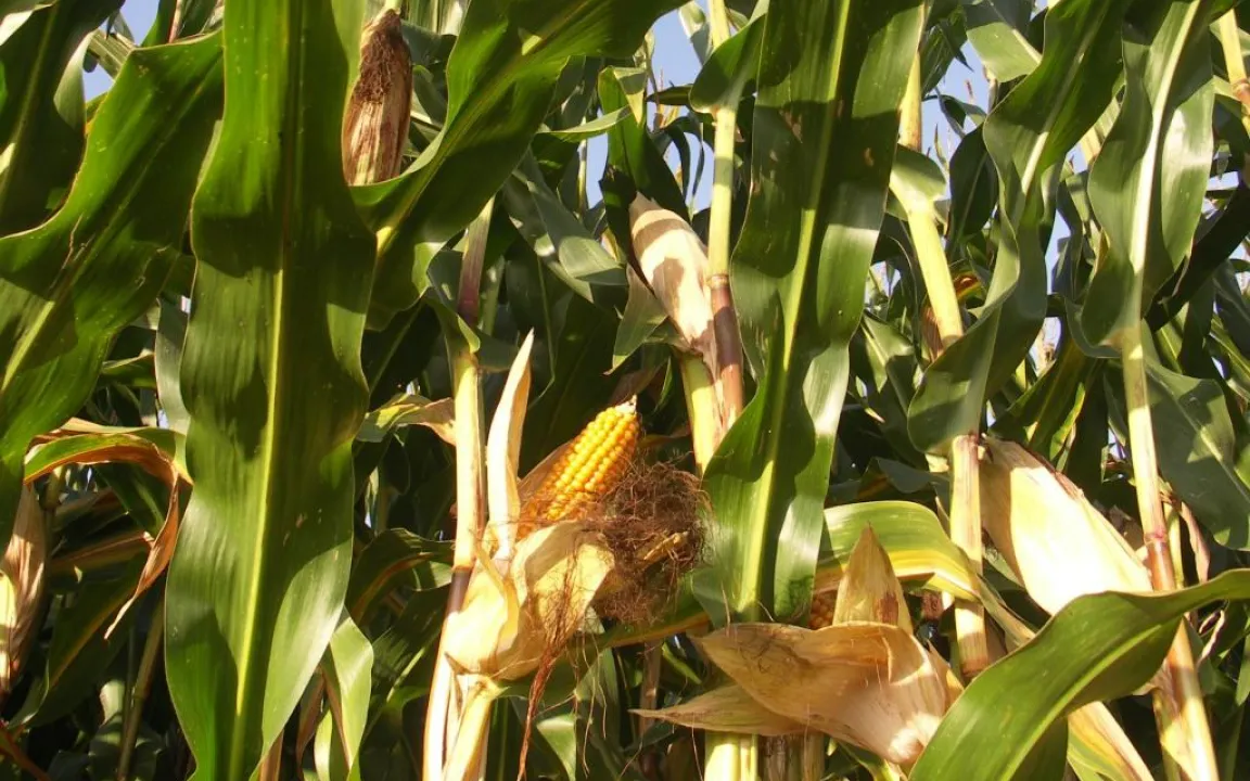 Pflanzen mit Alarmanlage