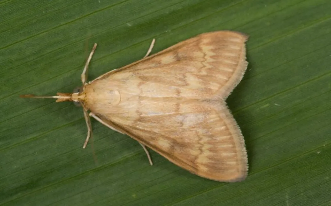 Kann der Maiszünsler auf seinem Weg nach Norden gebremst werden?