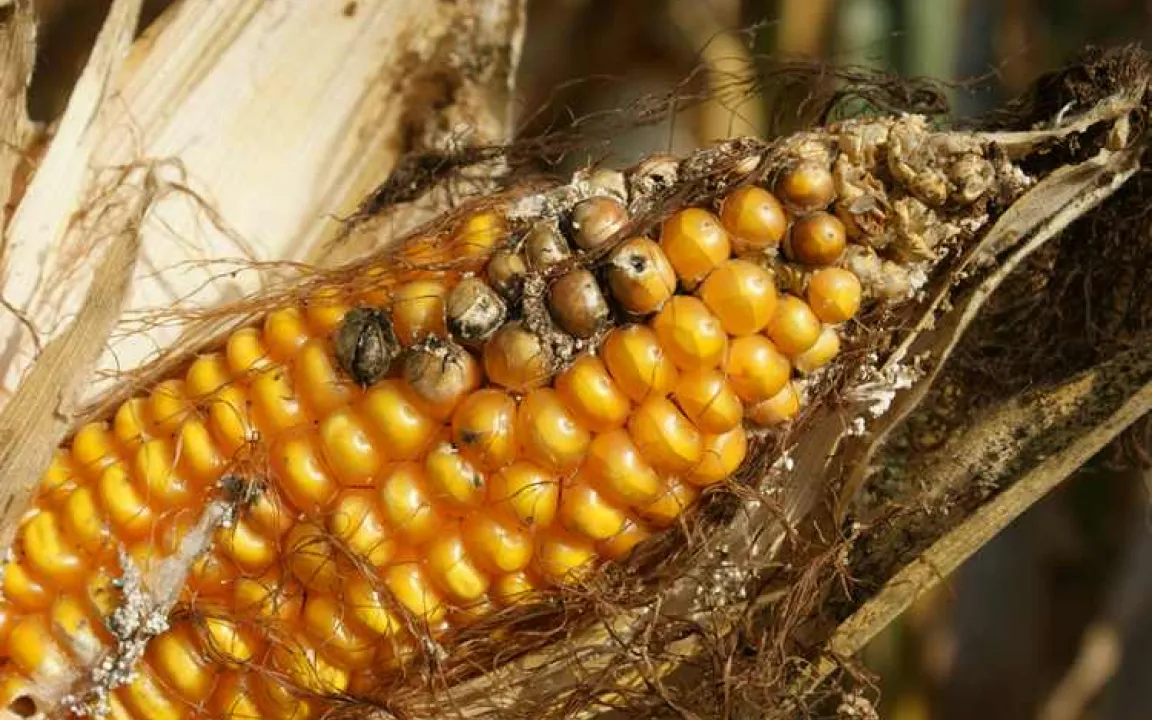 Landwirte klagen gegen Verbot von MON810-Mais
