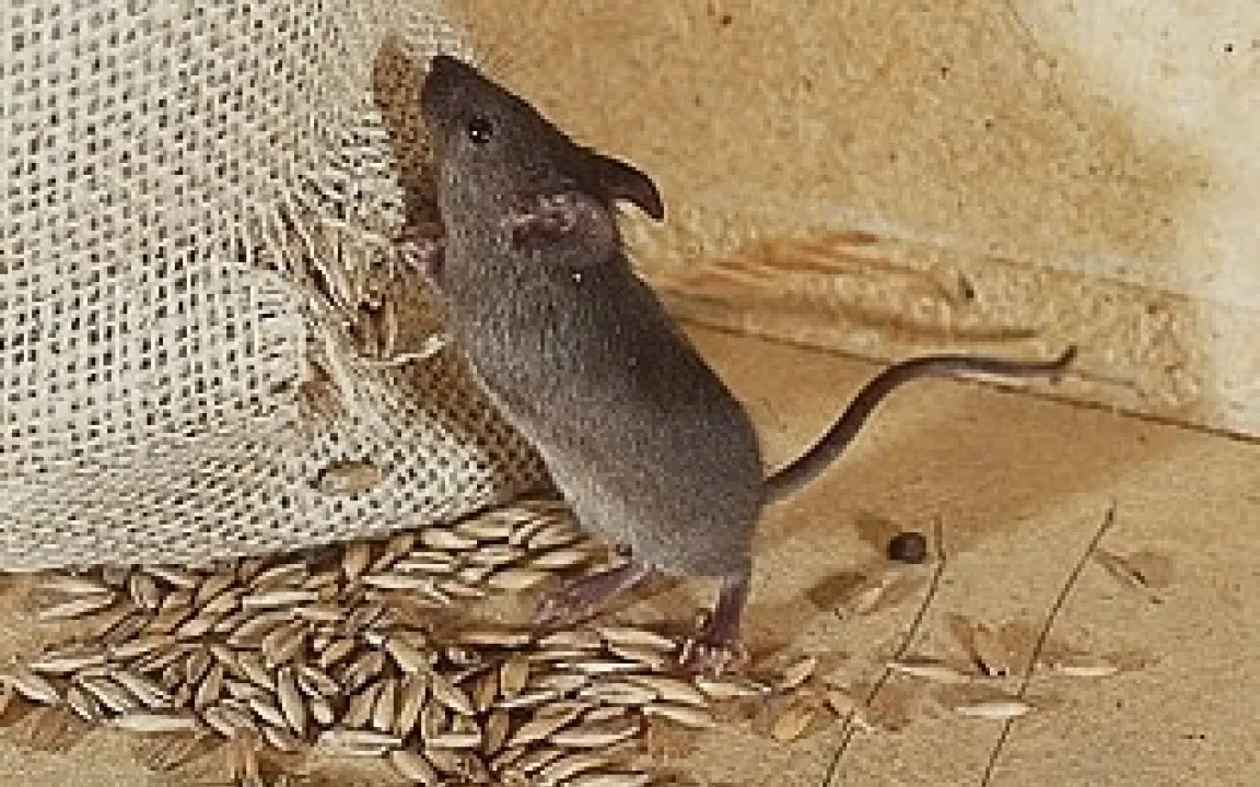 Mäuse in Passagierflugzeug – eine ernste Angelegenheit