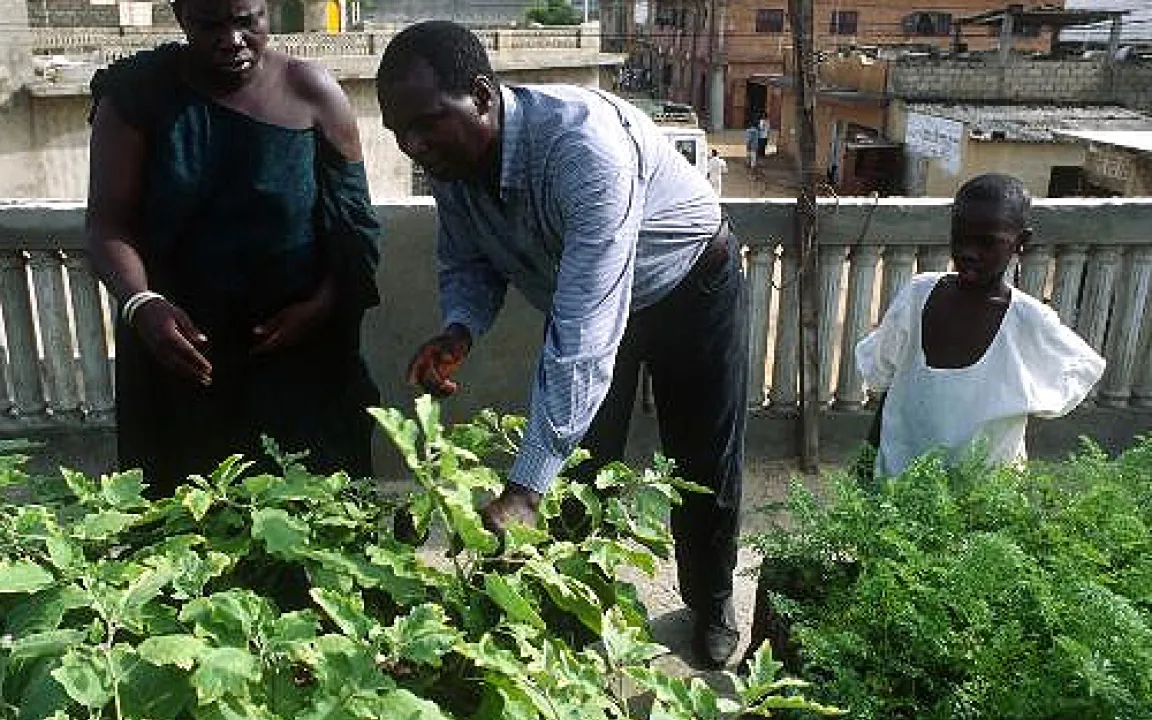 Gemüseanbau in Ballungszentren von Entwicklungsländern
