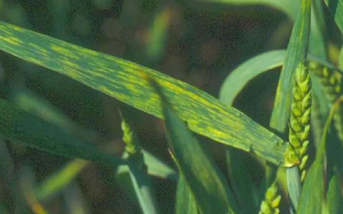 Neue Waffe gegen Mosaikvirus