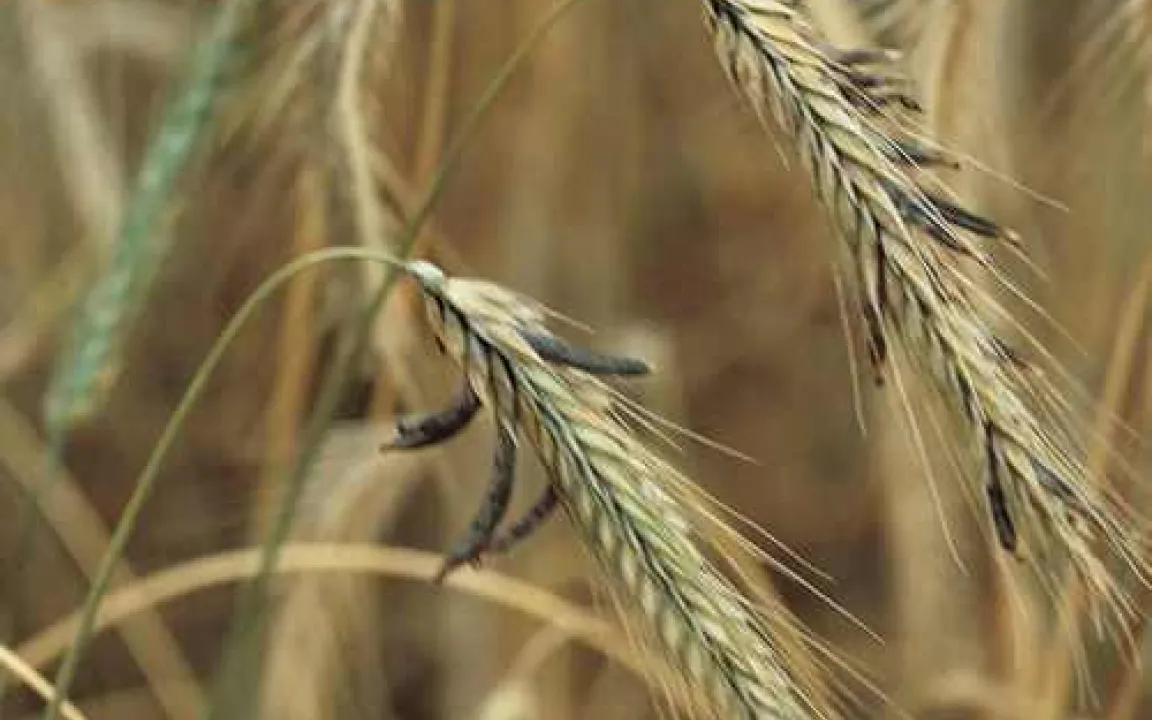 Mutterkorn: ein giftiger Getreidepilz – früher gefürchtet, heute unter Kontrolle