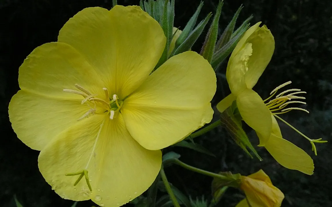 Die Nachtkerze - eine Pflanze voller Überraschungen 