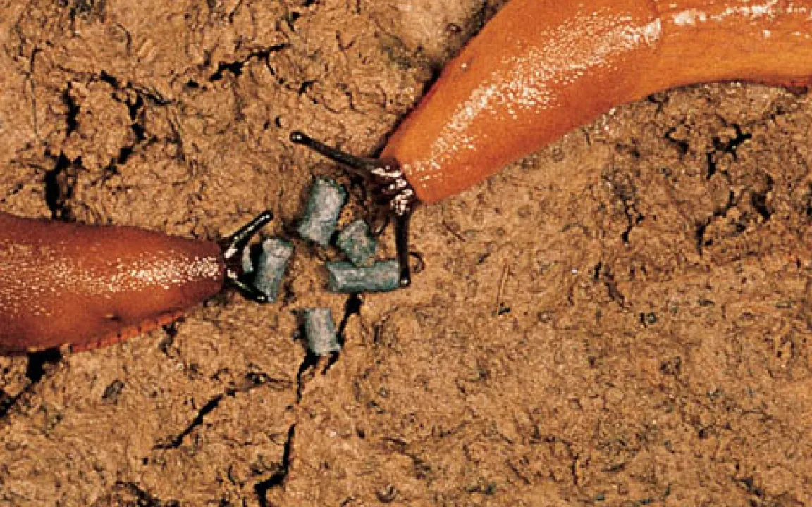 So trotzen Schädlinge dem Winter 