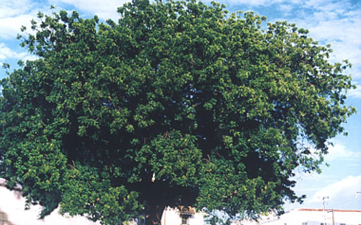 Abwehrstoffe gegen Schädlinge vom indischen Neembaum 