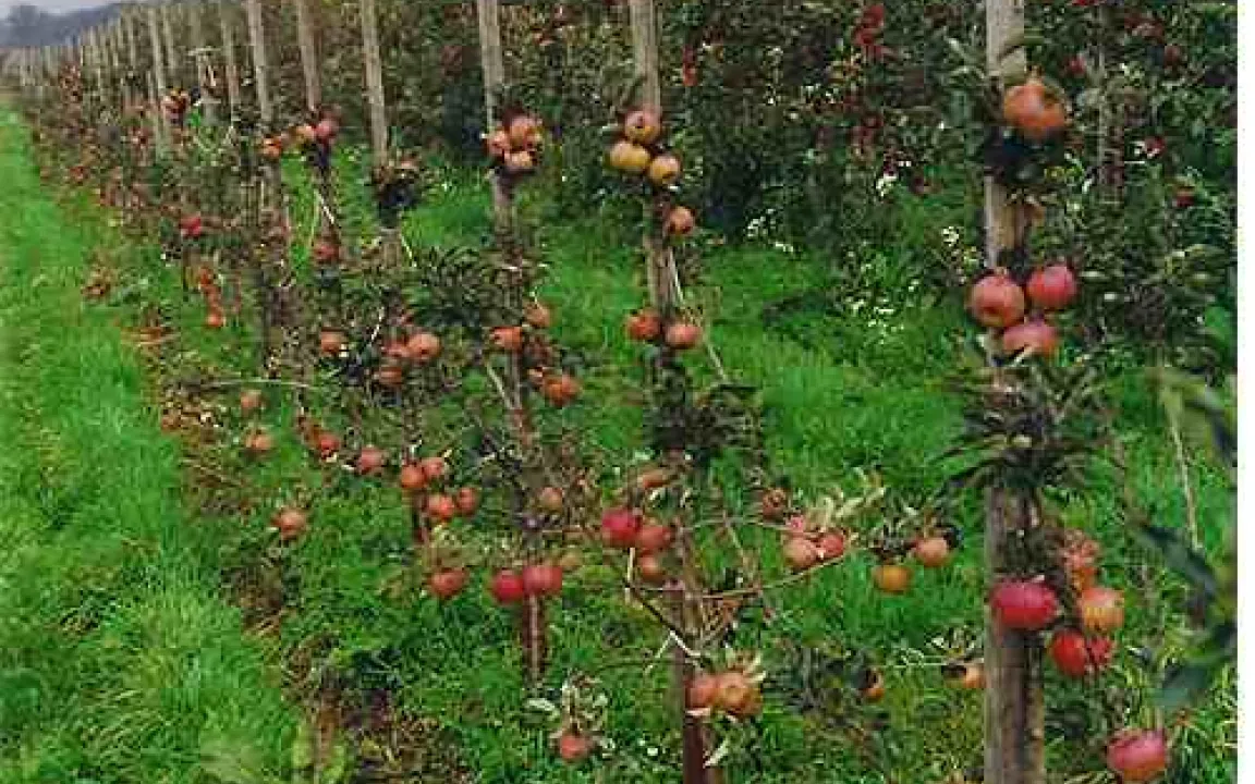 Apfelanbau heute: heckenartige Fruchtwände 