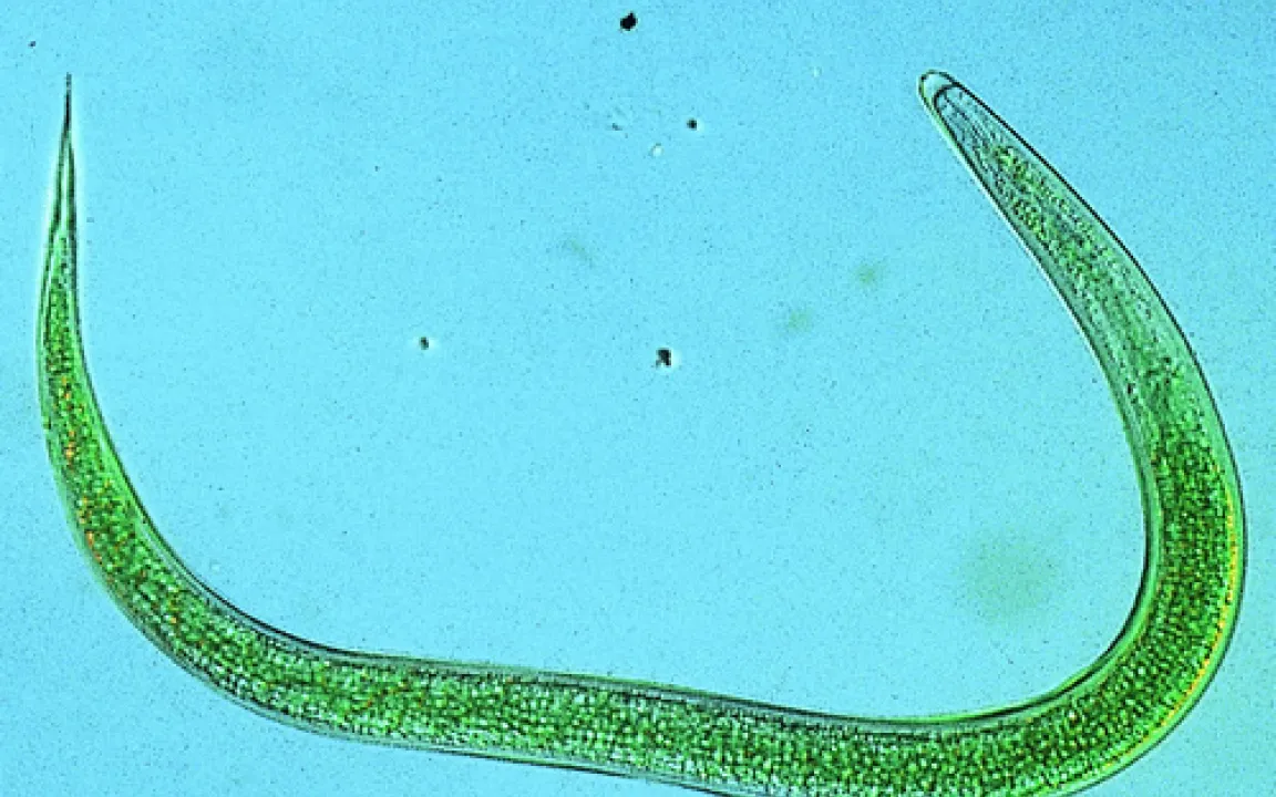 Natürliche Selbstverteidigung gegen Maiswurzelbohrer 