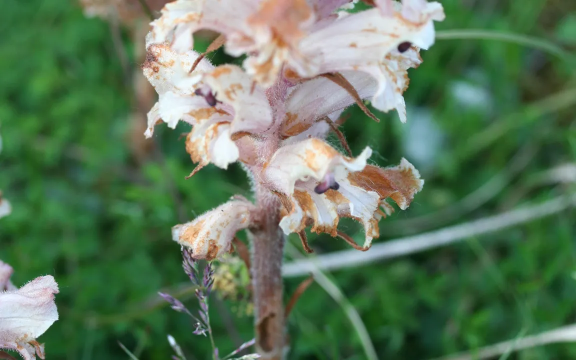 Sommerwurz – neue Wege der Bekämpfung gesucht