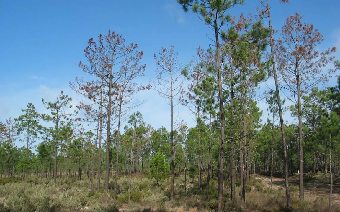 Forstwirte fürchten die Einschleppung der Kiefernholznematoden