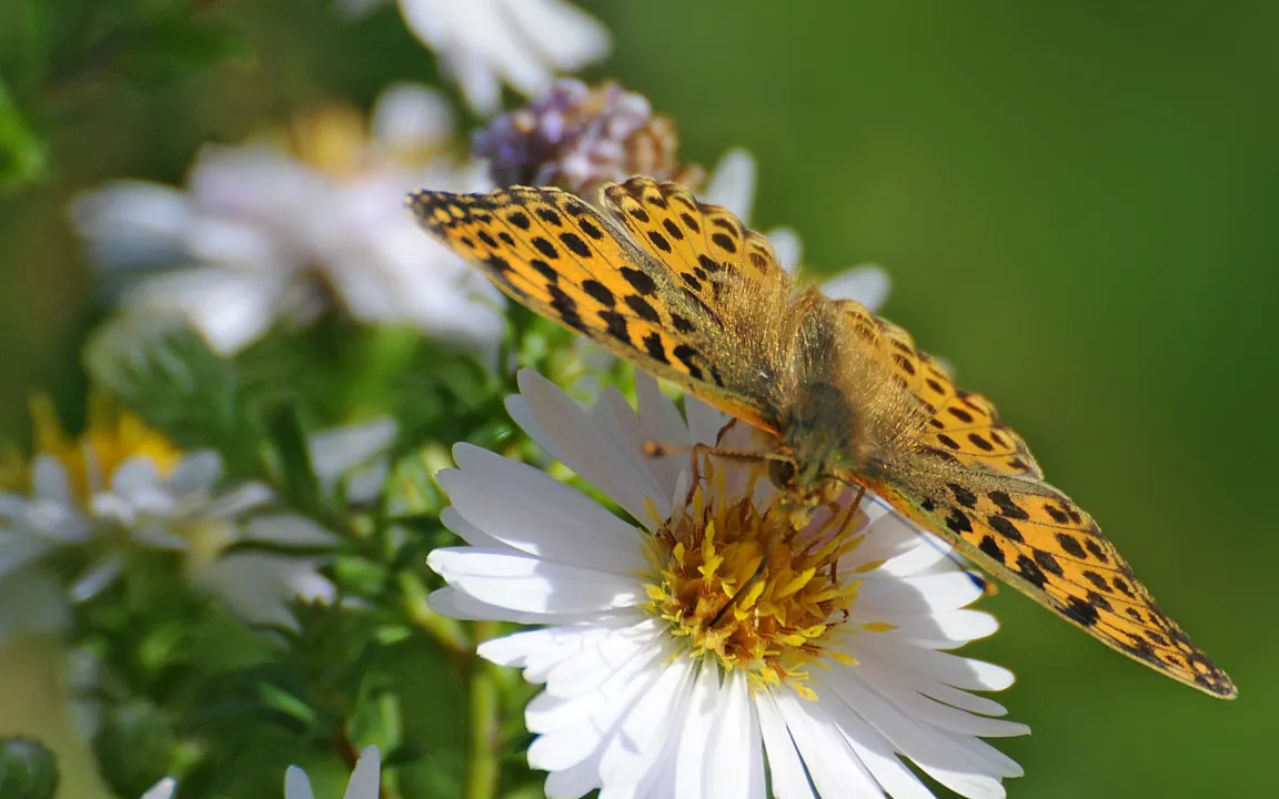 Am 3. März ist der Tag des Artenschutzes