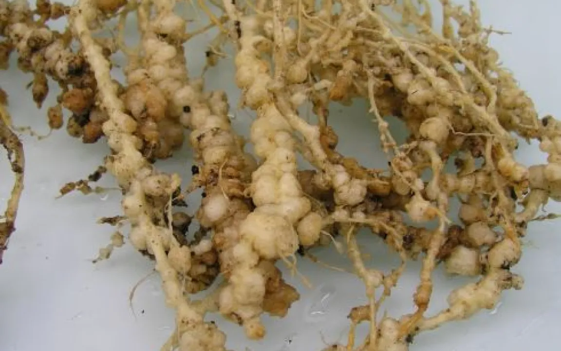 Der Chinesische Fadenwurm ist in der EU unerwünscht