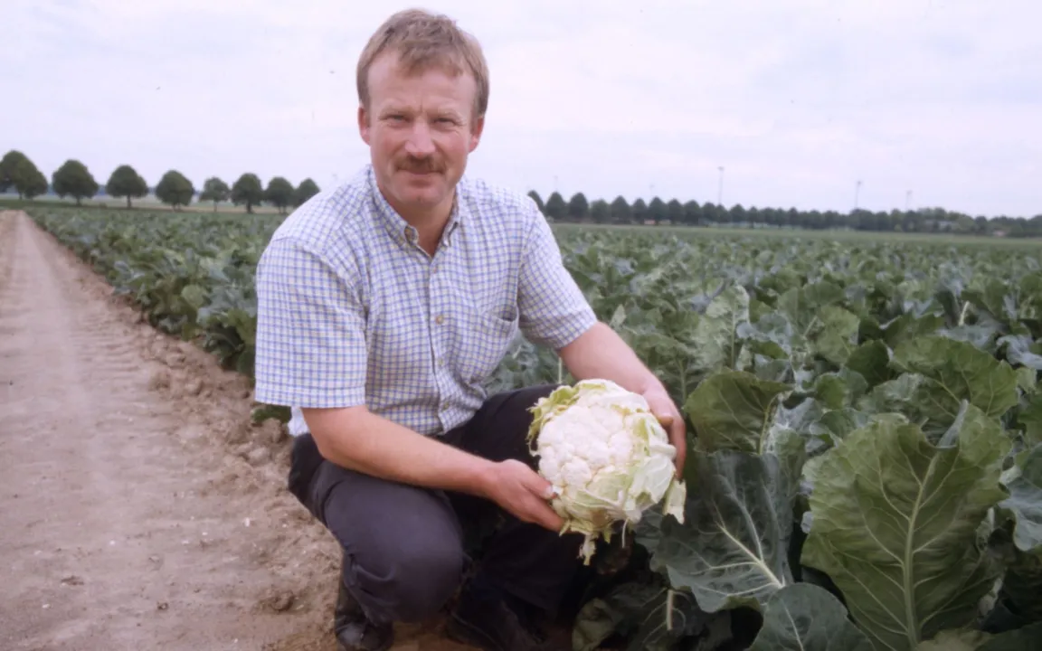 Blumenkohl: ob schneeweiß oder farbig, Hauptsache frisch