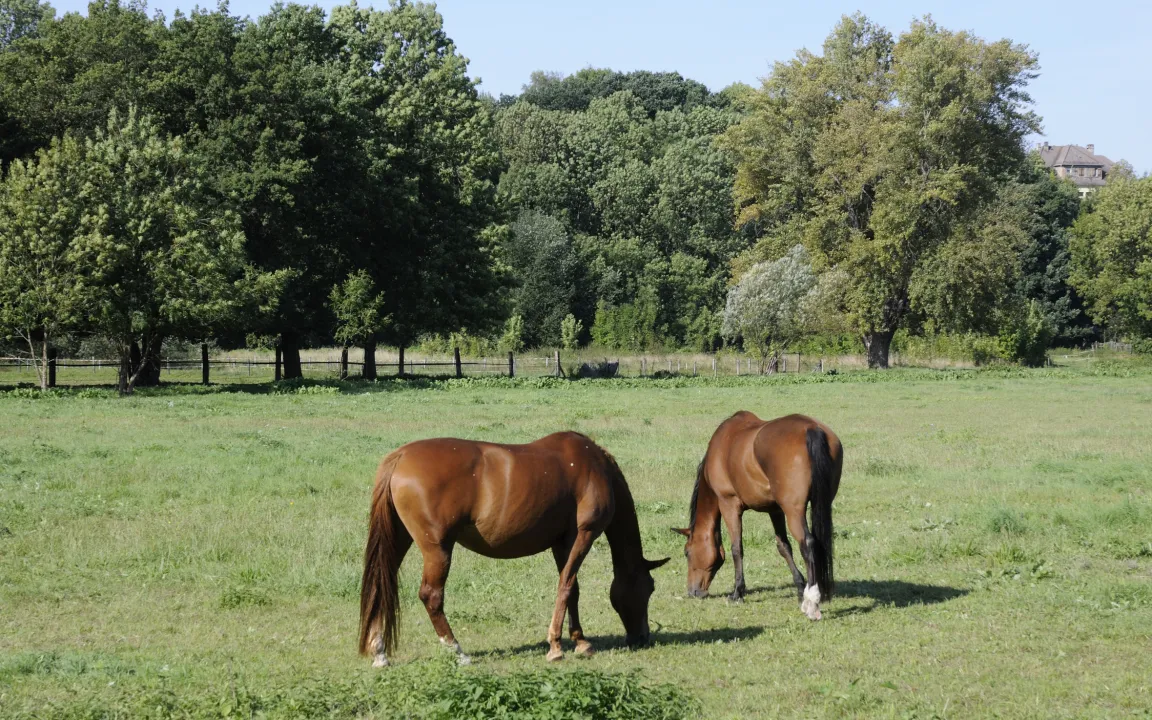 Giftpflanzen gefährden Pferde