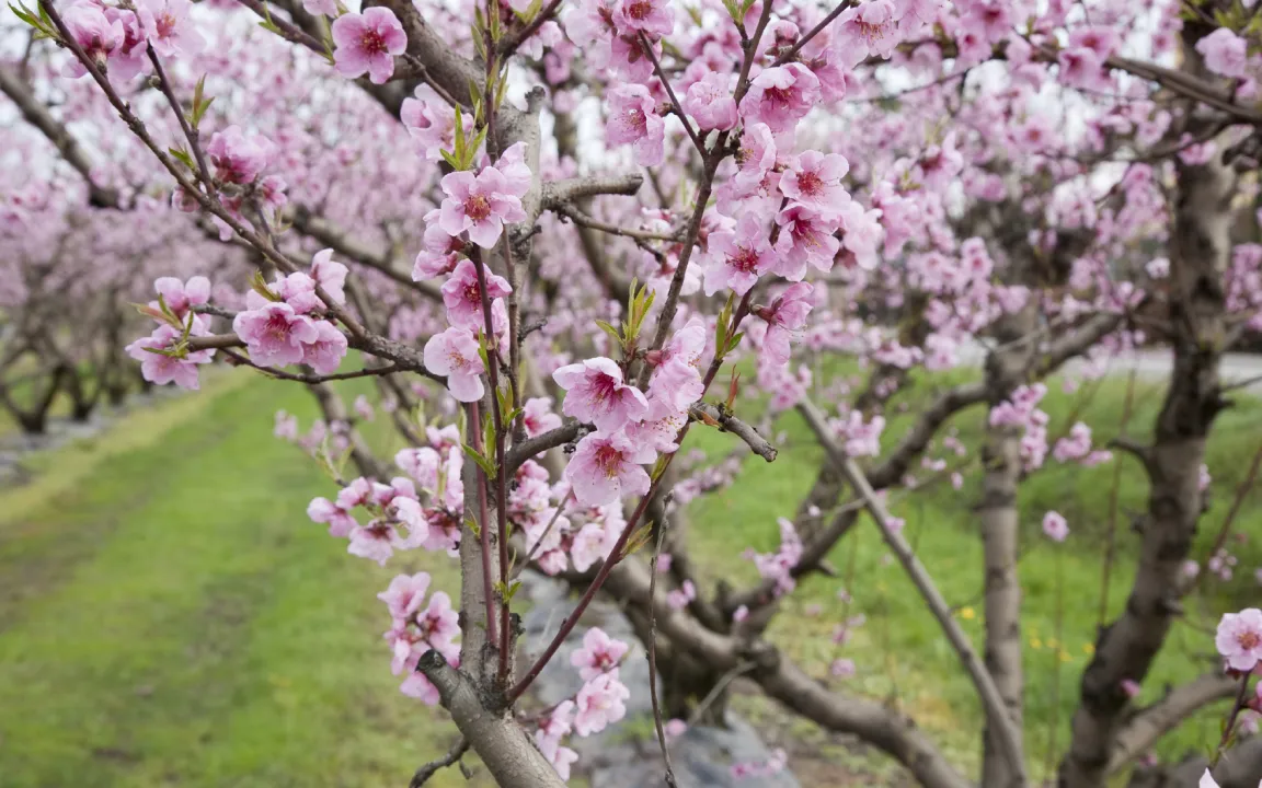 Kräuselkrankheit an Pfirsichbäumen