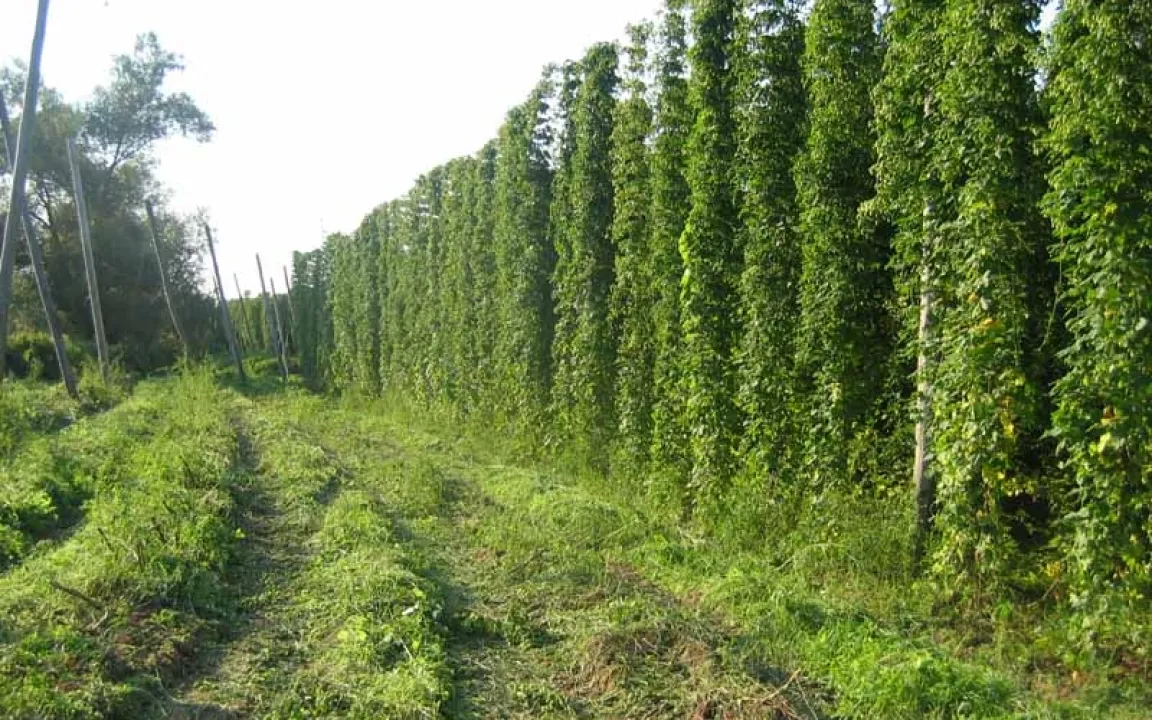 Kein Bier ohne Hopfen und Malz