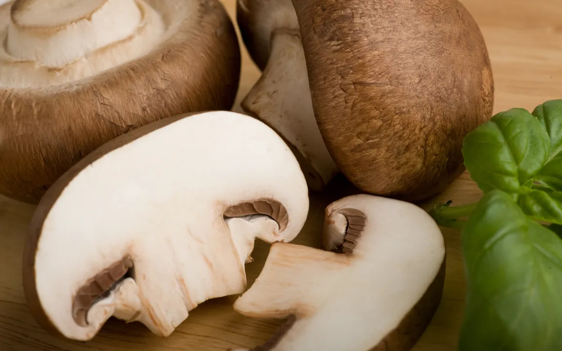 Pilze streben aus der Dunkelheit mit Macht ans Licht