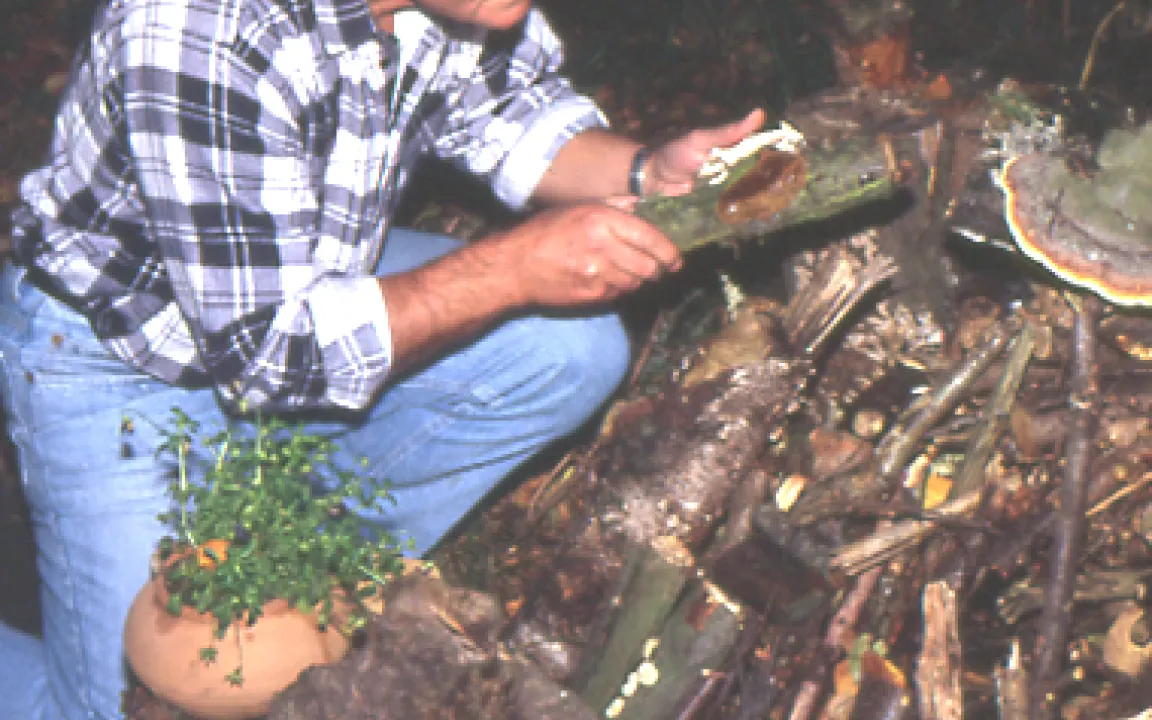 Totholz für einen lebendigen Garten 