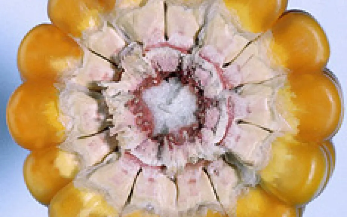 Nachwachsender Rohstoff Maisstärke 